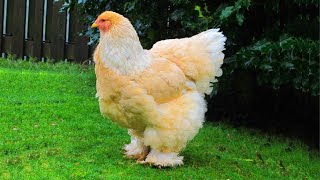 Chicken Clucking And Other Chickens Sound and Noises 🐔 VIDEOS [upl. by Rotce]