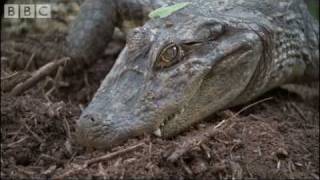 Attenborough  Baby Caymans hatching  BBC wildlife [upl. by Allan705]