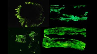 Armillaria bioluminescence with timelapses [upl. by Laumas899]