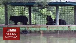 Затопленный уссурийский зоопарк  BBC Russian [upl. by Meekar]