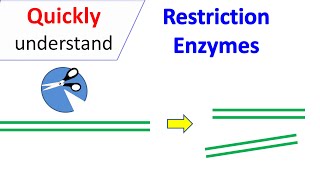 Restriction Enzymes [upl. by Lennox991]