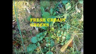 HOW I HARVEST AND PREPARE CREASY GREENS [upl. by Arihppas]