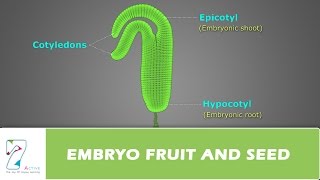 EMBRYO FRUIT AND SEED [upl. by Hawker]