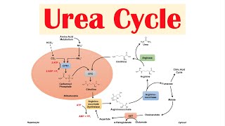 Urea Cycle  Purpose Enzymes amp Regulation [upl. by Nutsud]