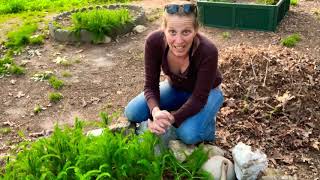 Dividing amp Transplanting Yarrow [upl. by Adien556]