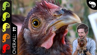 Chicken The Best Pet Dinosaur [upl. by Luckin]