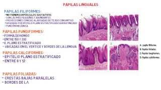 Histología Lengua  Sistema digestivo [upl. by Beauregard]