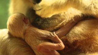 Lincoln Park Zoo Welcomes Rare WhiteCheeked Gibbon Baby [upl. by Einberger858]