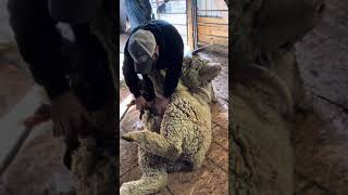 Shearing a Registered Rambouillet Ram 🐏 [upl. by Arev]