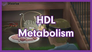 HDL Metabolism USMLE Mnemonic Preview [upl. by Ardnuhsed]