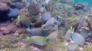 Ocean Surgeon Fish Blue Tangs and Parrot Fish in Same School Eating Algae [upl. by Ecidnak]