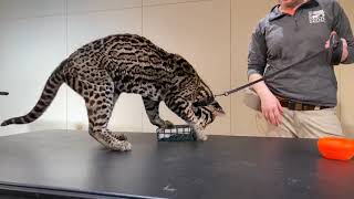 Home Safari  Ocelot Sihil  Cincinnati Zoo [upl. by Eward57]