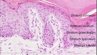 Histology of the Skin [upl. by Yrhcaz]