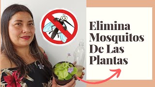 COMO ELIMINAR MOSQUITOS DE LAS PLANTAS  JARDIN DE LA CHITA [upl. by Leiru]