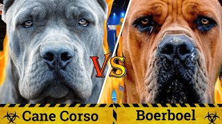 Cane Corso vs Boerboel  Boerboel vs Cane Corso  Does Size Really Matter   Billa Boyka [upl. by Viehmann840]