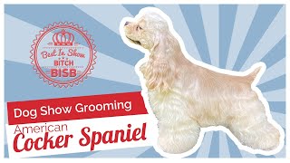 Dog Show Grooming How to Groom an American Cocker Spaniel [upl. by Truscott]