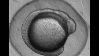 Zebrafish egg development over 24 hours [upl. by Kee697]