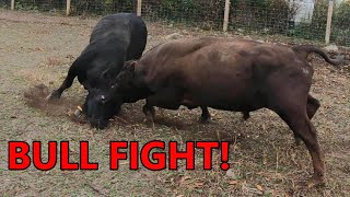 the BULLS BATTLE for dominance  combining the cattle herds amp turning them out on fall pasture [upl. by Farrow461]