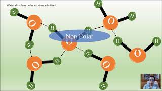 Hydrophobic and Hydrophilic Interaction in Biomolecules Animation [upl. by Icat480]