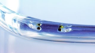 Zebrafish Development [upl. by Oxford114]