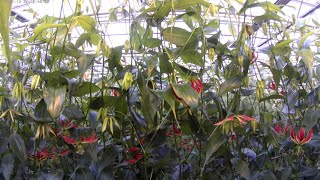 Timelapse about the complete growth of Gloriosa plants [upl. by Anihtyc]