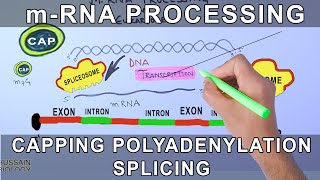 Overview of mRNA Processing in Eukaryotes [upl. by Varini]