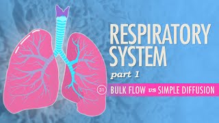 Respiratory System Part 1 Crash Course Anatomy amp Physiology 31 [upl. by Garber]