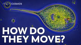 How Do Protozoa Get Around [upl. by Leumas]