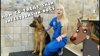 How to Treat Skin Infections in Dogs  Pyoderma [upl. by Eelyrag]