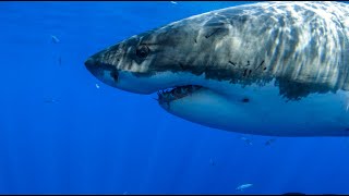 8 Hours  Great White Sharks amp Relaxing Music  4K  Great Escapes [upl. by Nahsab]