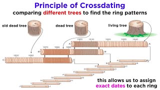 Core Principles and Concepts of Dendrochronology [upl. by Anin]