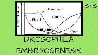 Drosophila Embryogenesis  Morphogen mRNA and protein gradients explained [upl. by Qooraf720]