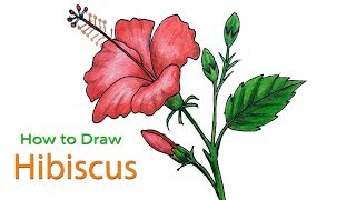 How to Draw Hibiscus flower Step by Step Very Easy [upl. by Noraf338]