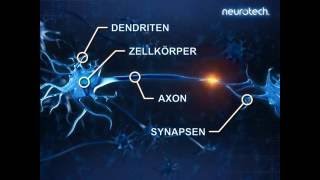 Grundlagen 2 Neurone neurotech [upl. by Dinse]