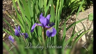 Dividing Siberian Iris Iris sibirica [upl. by Ecyned999]