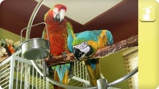 My Pet Parrot  Lifestyle Costs and Family [upl. by Bertina]