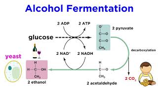 Anaerobic Respiration and Fermentation [upl. by Lalo]