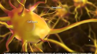 Nerve Impulse Mechanism 3D Animation [upl. by Carman938]