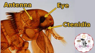 Microscopic Flea Anatomy [upl. by Appel]