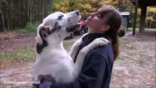 Great Dane Hugs amp Kisses [upl. by Elga]