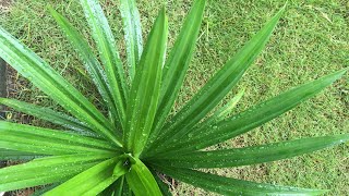 Pandan Plant Leaves Herbs for Cooking and Baking [upl. by Retse]