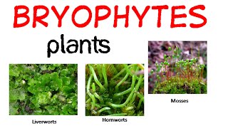 Bryophytes life cycle [upl. by Trutko]