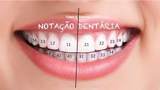 Notação Dentária  Número dos Dentes [upl. by Ivets737]