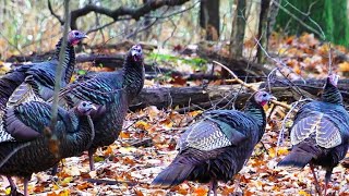 Nature Wild turkeys [upl. by Assiral]