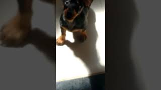 Cachorro salsicha misturado com pinscher [upl. by Hnah]