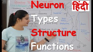 Neuron physiology in Hindi  Types  Structure  Sensory amp Motor nerve  Neuron parts [upl. by Annasor]