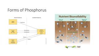 Plant Nutrients Macronutrients [upl. by Sidoon]