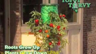 Topsy Turvy Tomato Tree  As Seen on TV Network [upl. by Marou]