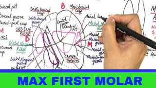 Maxillary Permanent First Molar  Tooth Morphology [upl. by Garald158]