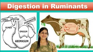 Digestion in Ruminants [upl. by Hawger]